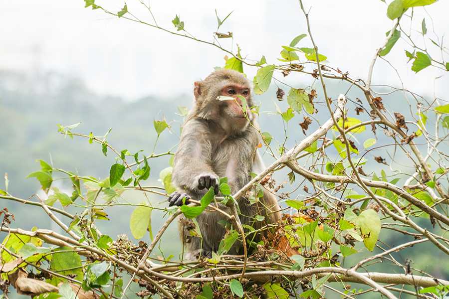 Shing-Mun-Reservoir-monkey-trail-Hong-Kong-MAIN_20200220084909
